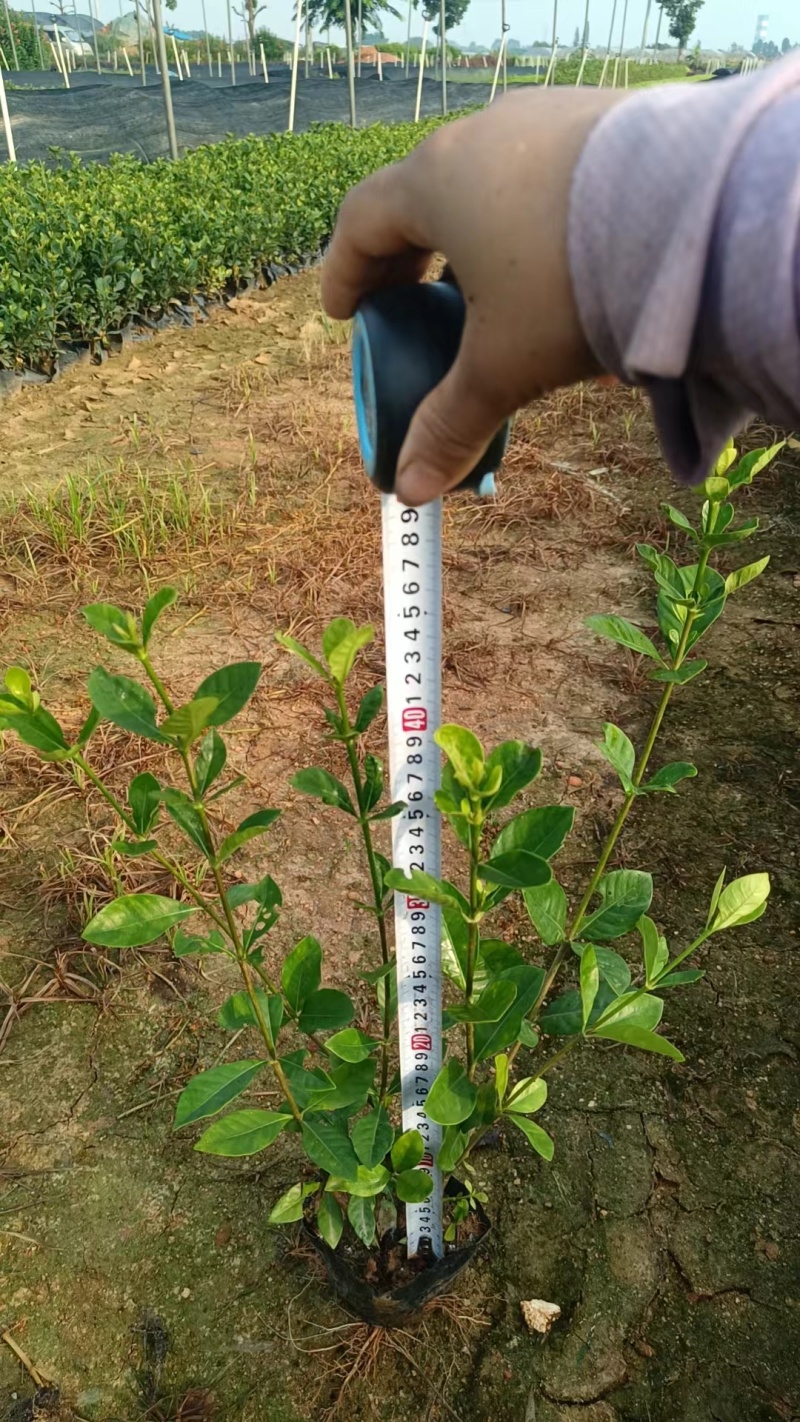 玫瑰大叶栀子花四川玫瑰栀子大叶栀子杯苗