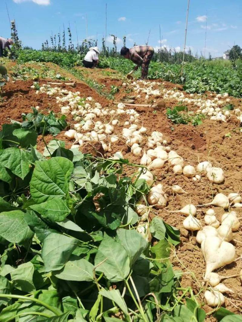 凉薯，贵州本地凉薯大量上市，新鲜采挖量大从优