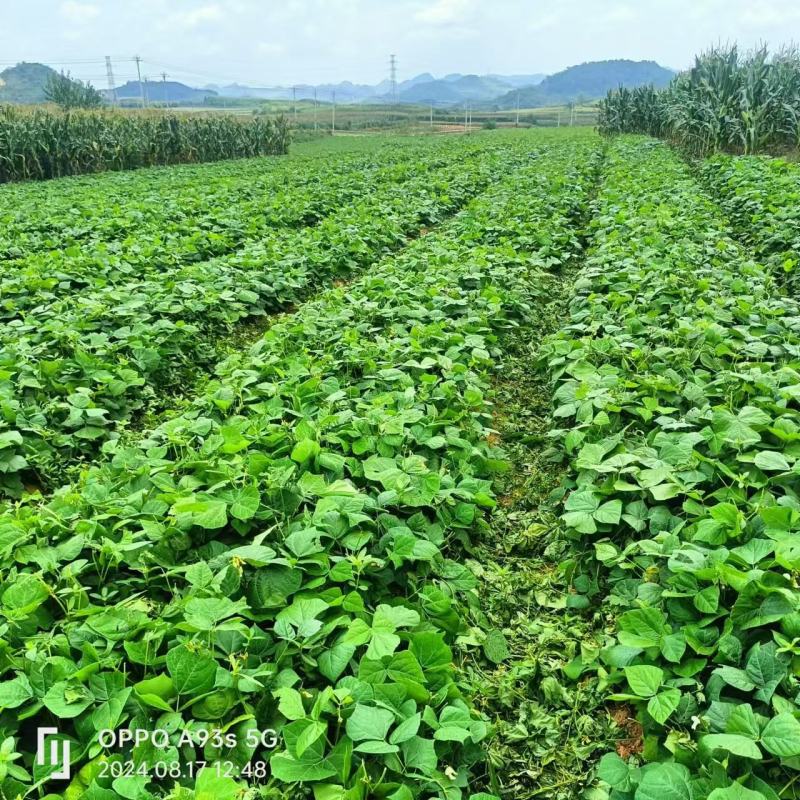 凉薯，贵州本地凉薯大量上市，新鲜采挖量大从优