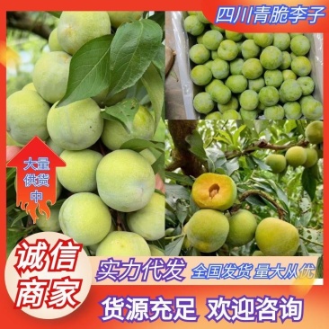 四川李子茂县青脆李子脱骨李子一手货源量大从优全国发货