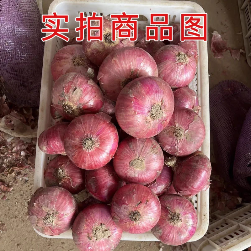 洋葱/红皮洋葱/通许洋葱/产地批发/量大从优/欢迎采购