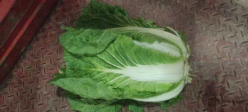 白菜