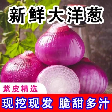 洋葱/紫皮洋葱/通许洋葱/产地批发/量大从优/欢迎采购