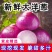 洋葱/紫皮洋葱/通许洋葱/产地批发/量大从优/欢迎采购