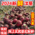 洋葱/紫皮洋葱/通许洋葱/产地批发/量大从优/欢迎采购