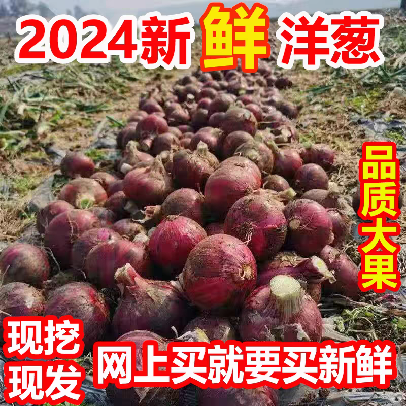 洋葱/紫皮洋葱/通许洋葱/产地批发/量大从优/欢迎采购