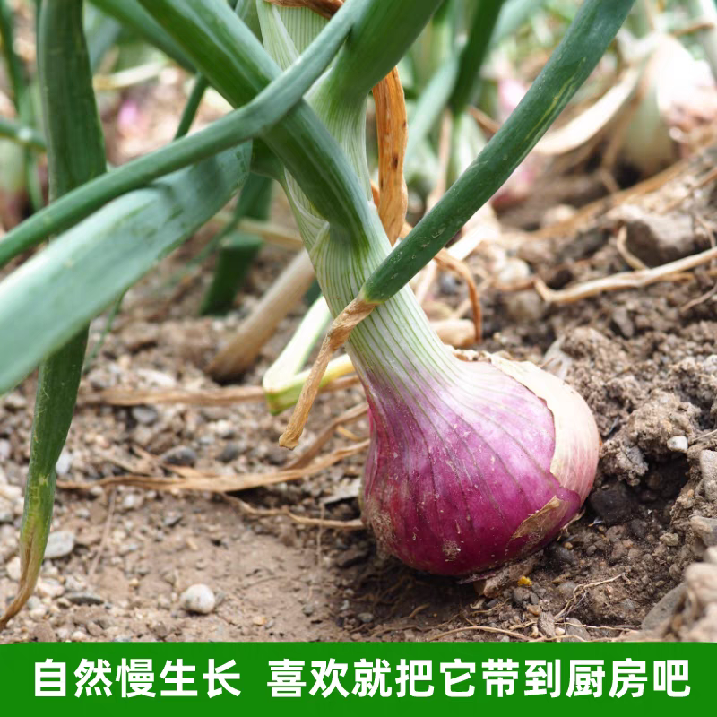 洋葱/紫皮洋葱/通许洋葱/产地批发/量大从优/欢迎采购