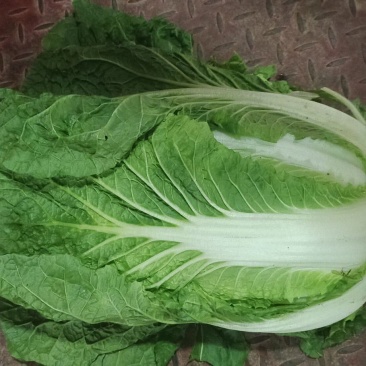 白菜