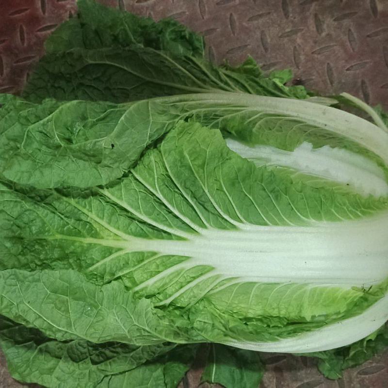 白菜