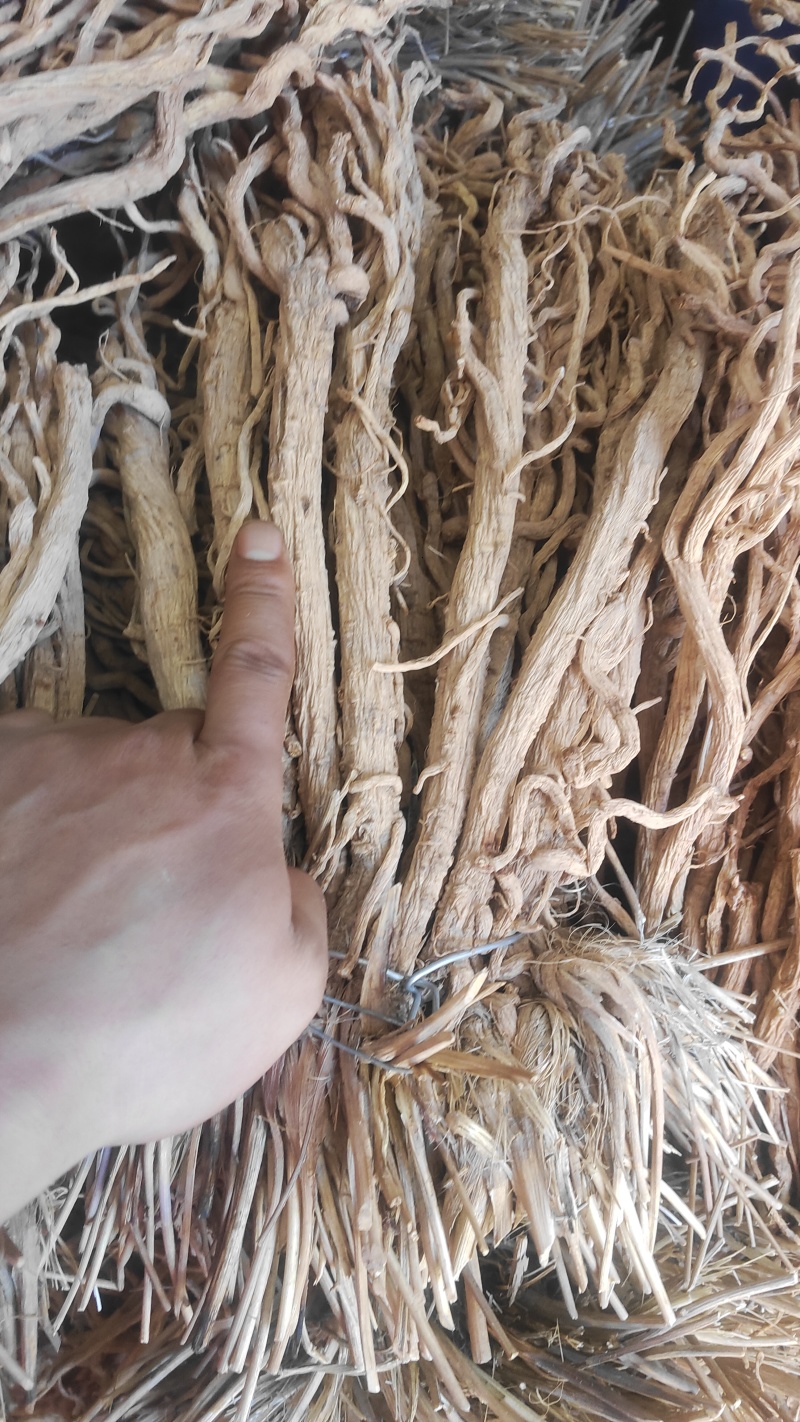 甘肃关防风，关防风，精品防风大统货，统货