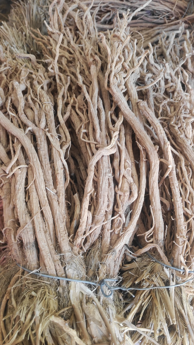 甘肃关防风，关防风，精品防风大统货，统货