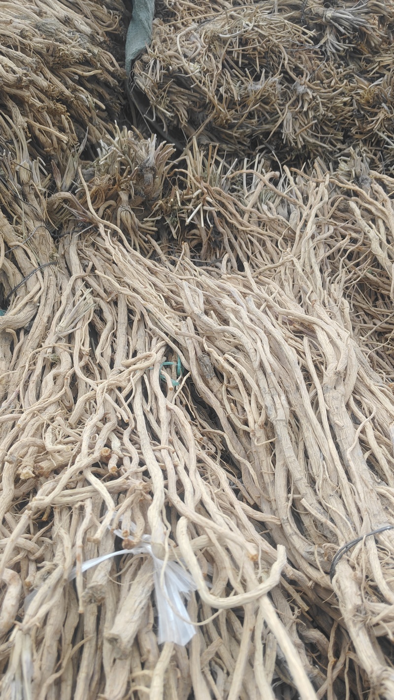 甘肃关防风，关防风，精品防风大统货，统货