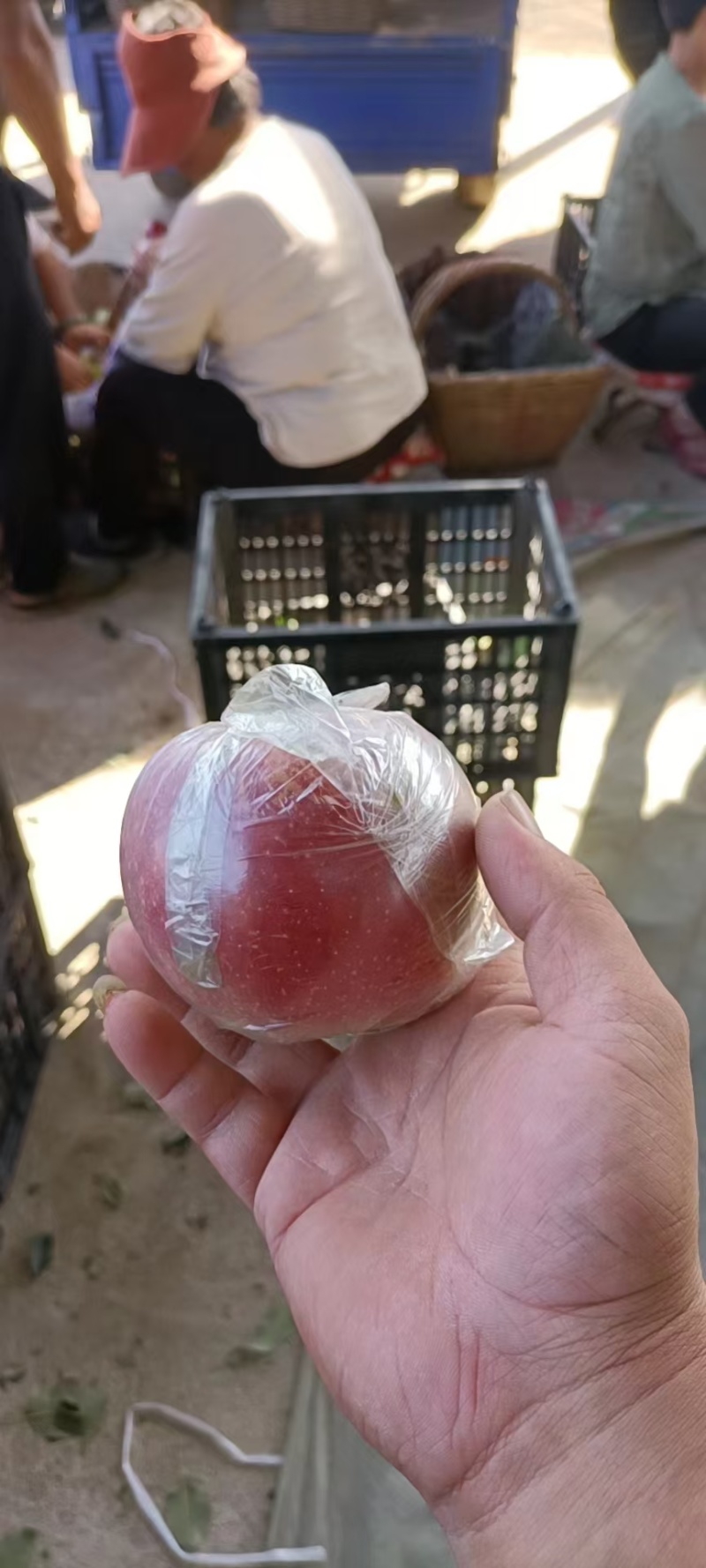 河北乐亭县美国八号苹果大量上市了