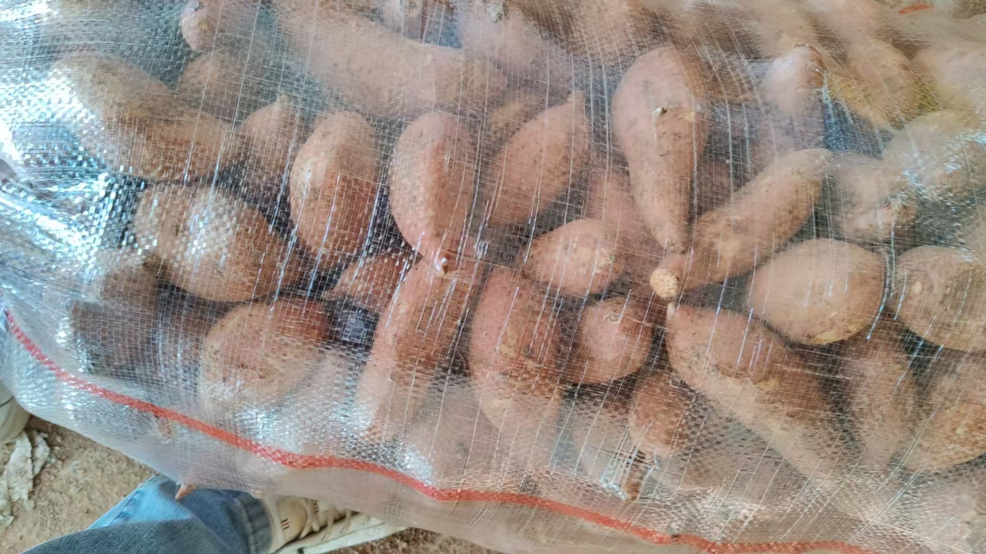 湛江龙薯电商打包现场