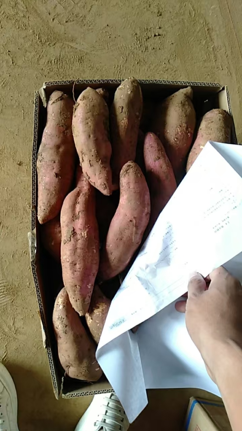 精品龙九红薯产地直发保质保量量大从优欢迎来电