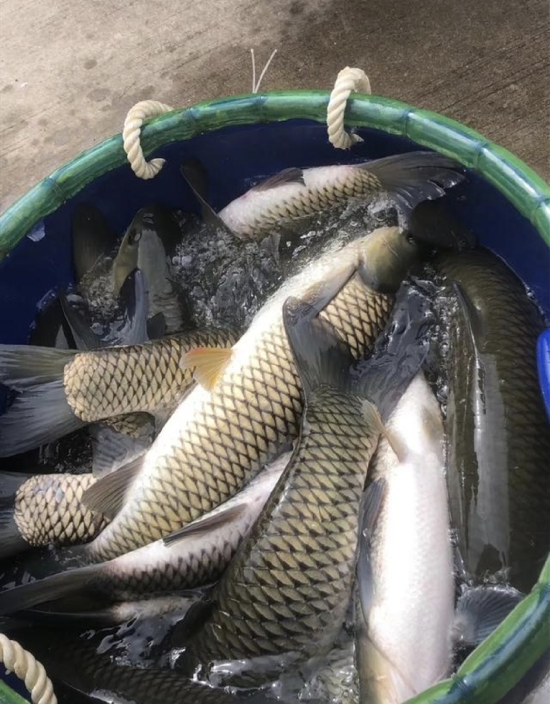草鱼鱼场直发保质保量供货欢迎考察选购