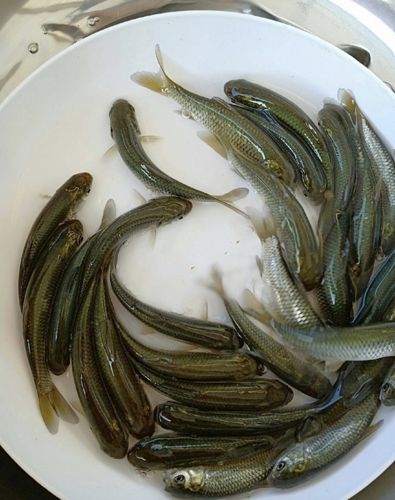 鱼苗草鱼苗各种鱼苗鱼场直发保质保量供货