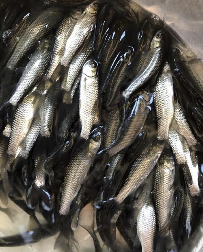 鱼苗草鱼苗各种鱼苗鱼场直发保质保量供货