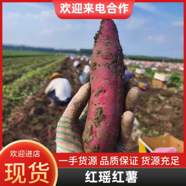 天津宁河红瑶红薯，精选品种基地直发价格优惠品质保障