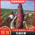天津宁河红瑶红薯，精选品种基地直发价格优惠品质保障
