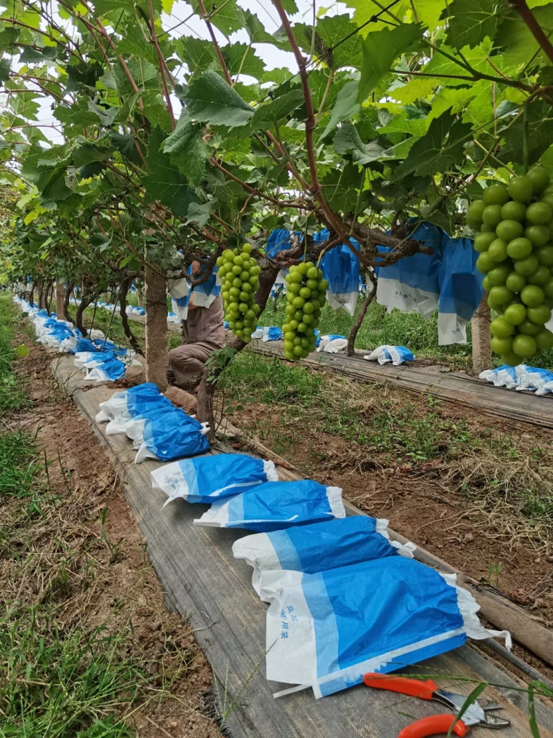 鲁山阳光玫瑰葡萄大量上市价格公道质量好对接电商超市