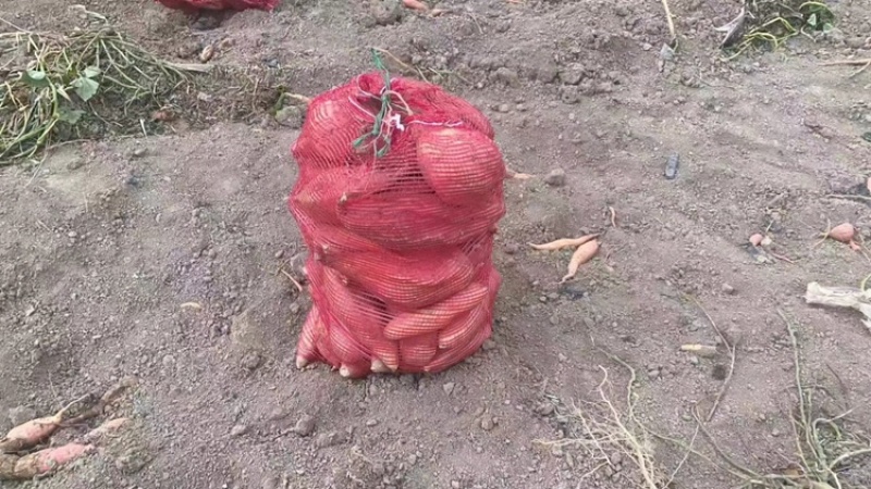 【热卖】精品烟薯，基地大量现货直发，保质保量价格优惠
