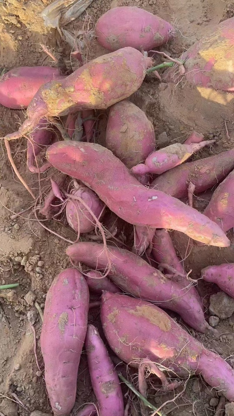 【热卖】精品烟薯，基地大量现货直发，保质保量价格优惠