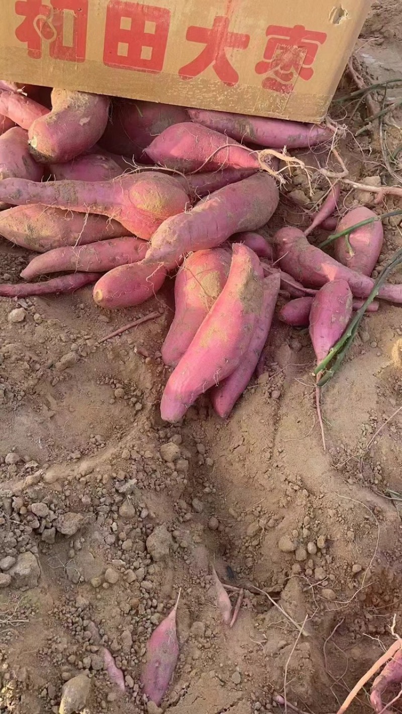 【热卖】精品烟薯，基地大量现货直发，保质保量价格优惠