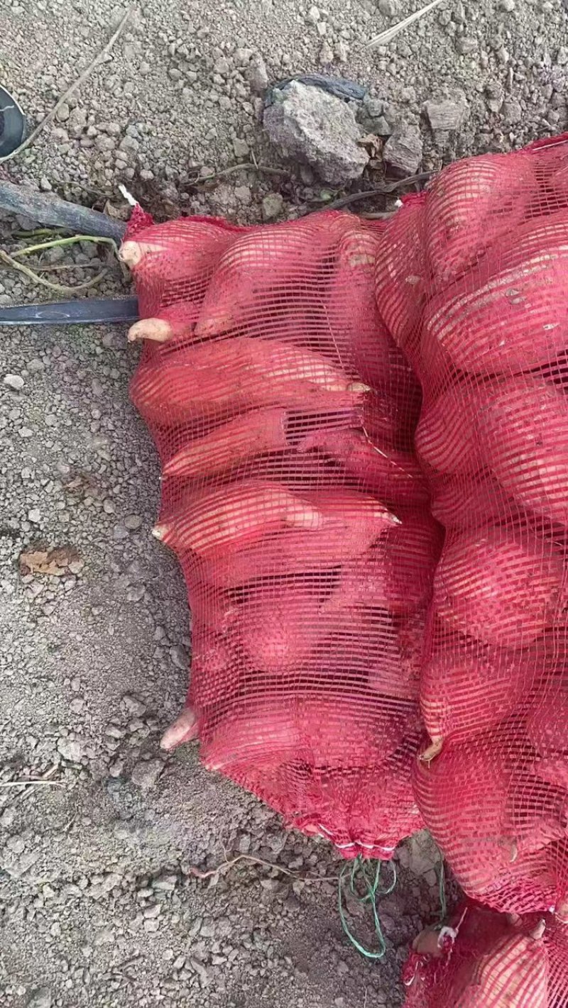 【热卖】精品烟薯，基地大量现货直发，保质保量价格优惠