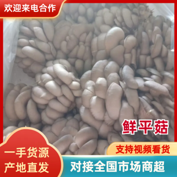 鲜平菇产地直发，货源充足，全国发货