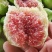 威海无花果冻果,冻无花果,品质保证,量大从优,欢迎来电