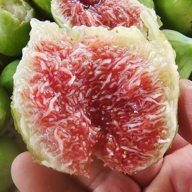 威海无花果冻果，冻无花果，品质保证，量大从优，欢迎来电