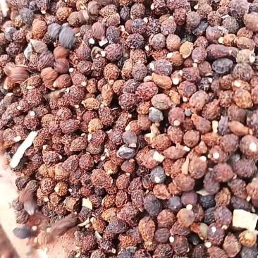 鸢尾种子一吨，有需要的朋友联系