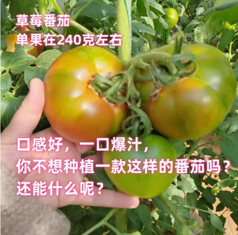 琳朗大果草莓番茄种子嘎啦果绿肩绿腚西红柿种籽丹东铁皮柿子