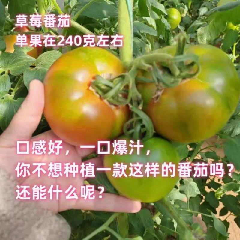 琳朗大果草莓番茄种子嘎啦果绿肩绿腚西红柿种籽丹东铁皮柿子
