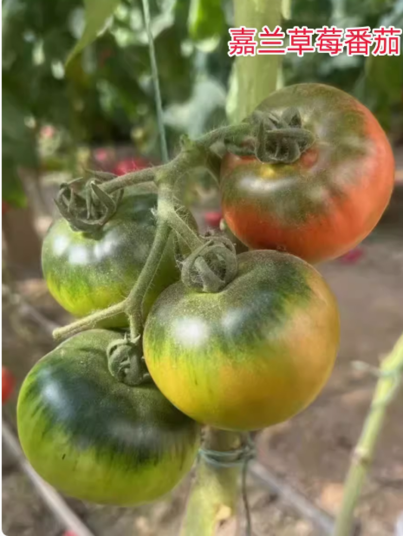 西红草莓番茄种子绿腚西红柿种籽丹东铁皮油柿子嘉兰