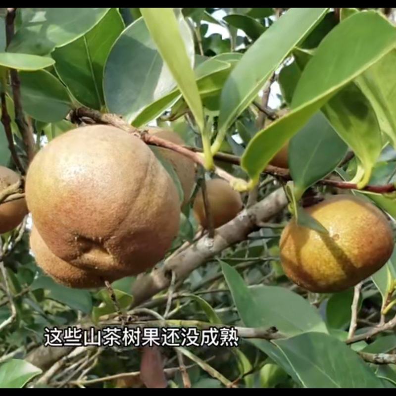 山茶油果