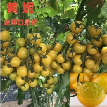 黄色樱桃番茄种子黄圣女果种子小番茄种子特色番茄种籽