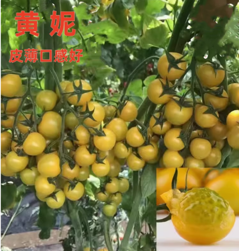 黄色樱桃番茄种子黄圣女果种子小番茄种子特色番茄种籽