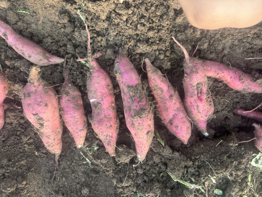 信息图表式摄影：左侧为新鲜西瓜红红薯纵切剖面线描图，标注‘高β-胡萝卜素层’‘柔纤层’‘糖汁囊’；右侧对比柱状图显示‘新鲜72h’vs‘窖藏30天’在维C、β-胡萝卜素、总酚含量上的数值差异