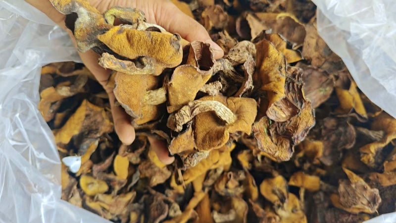 精品辽西烤干自然干松蘑