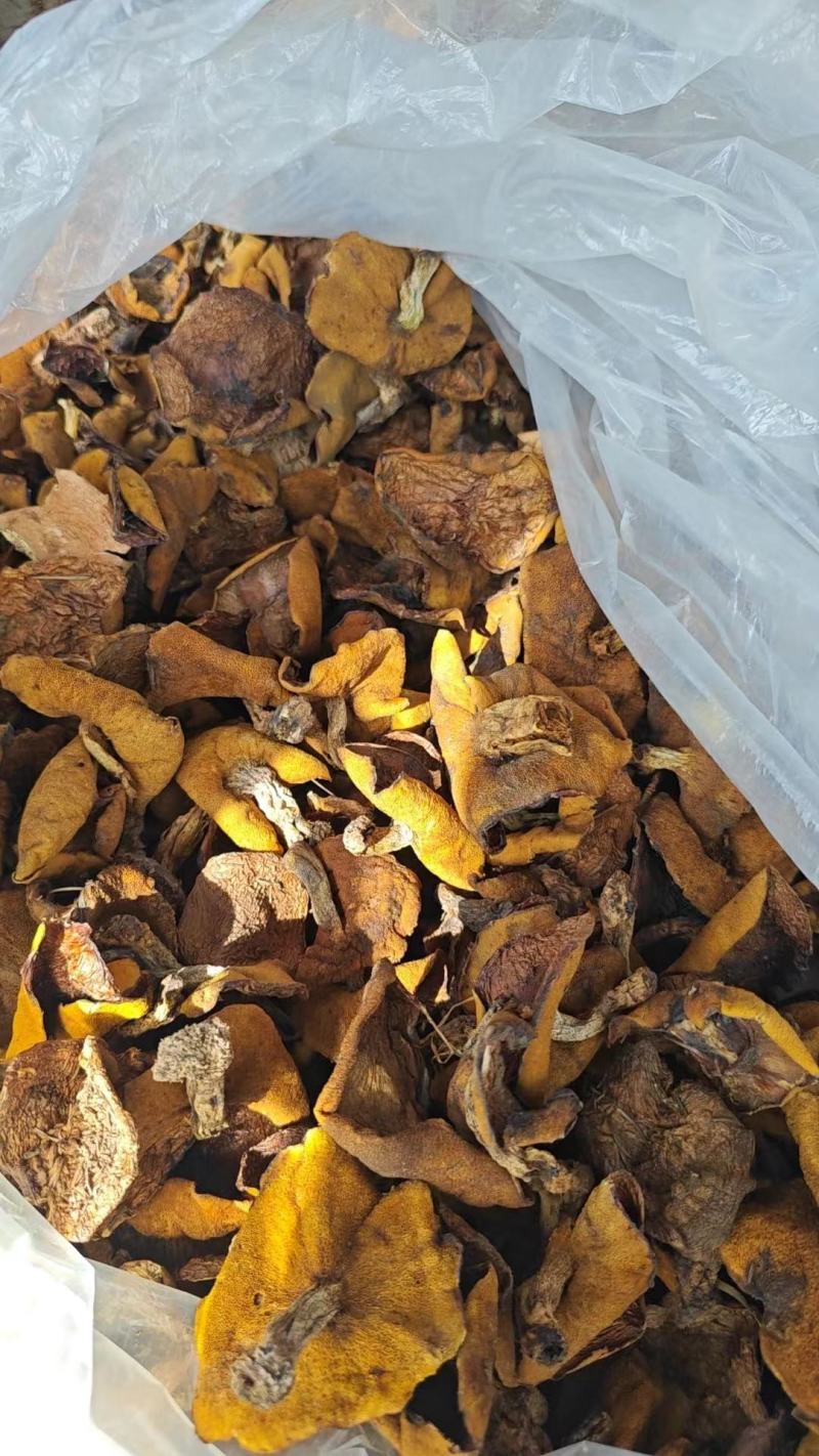 精品辽西烤干自然干松蘑