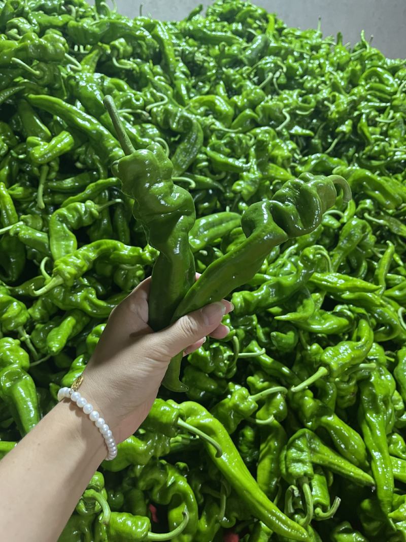 螺丝椒，青椒，产地一手货源，现摘现发，量大从优