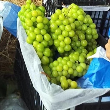 阳光玫瑰