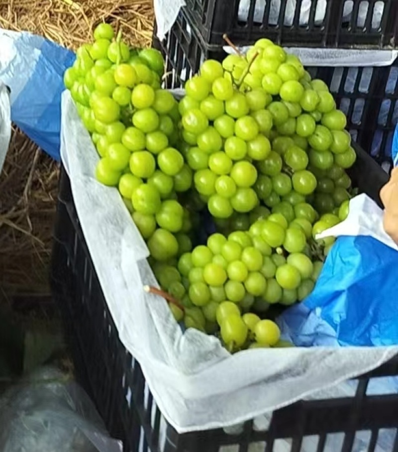 阳光玫瑰
