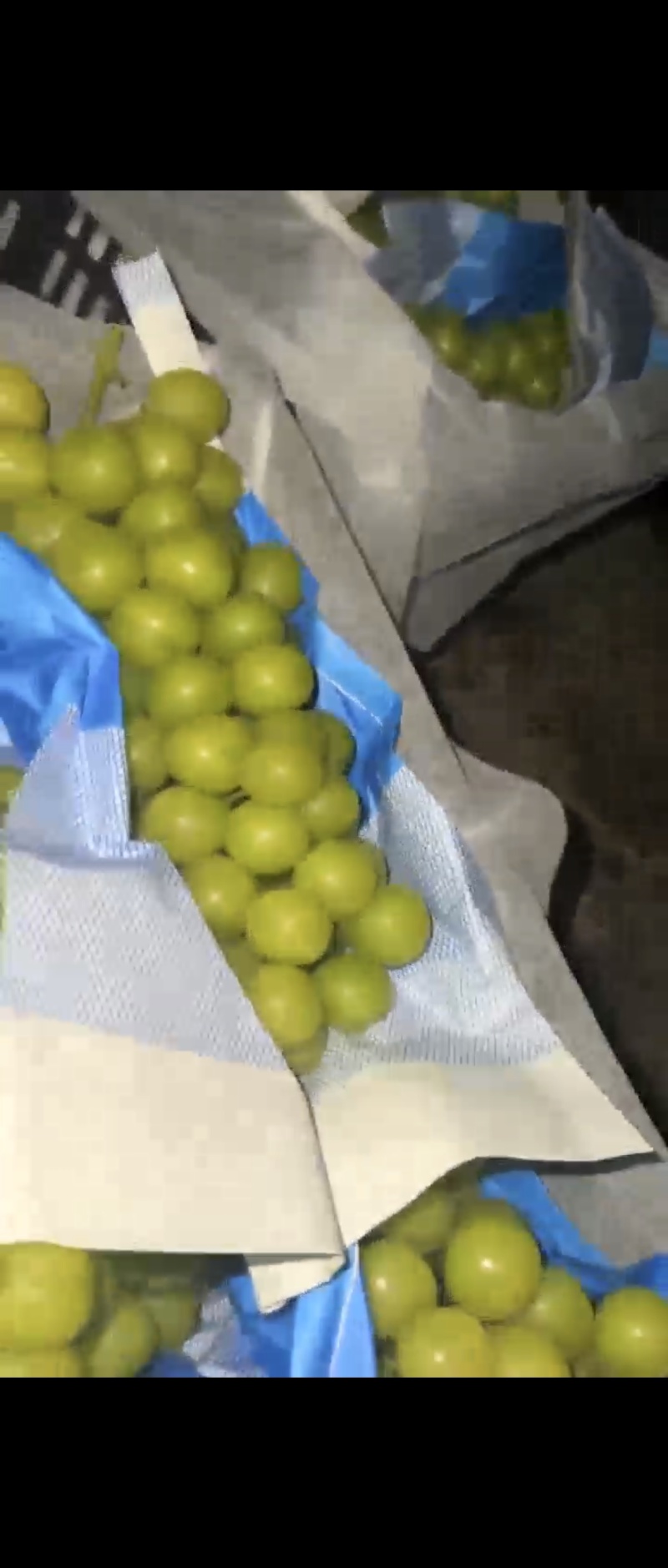 阳光玫瑰