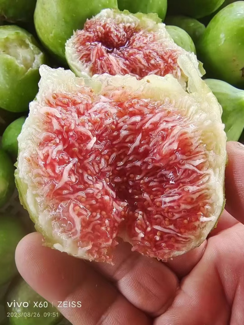 威海无花果冻果，冻无花果，品质保证，量大从优，欢迎来电
