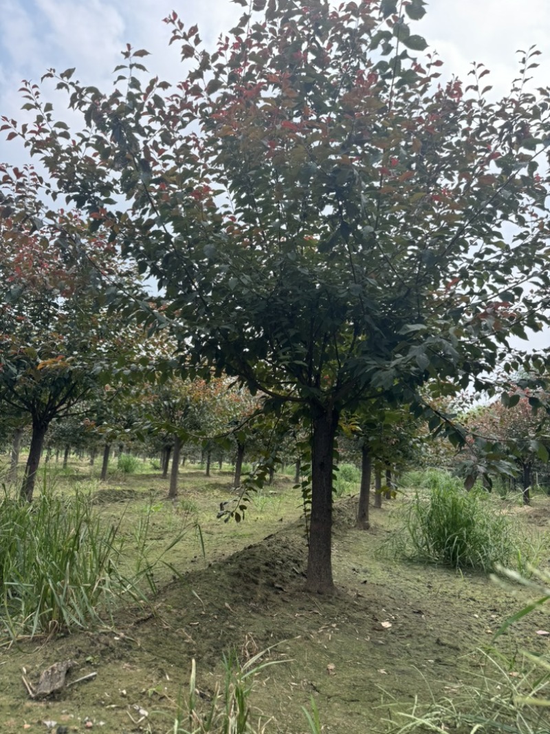 榆叶梅，河北榆叶梅