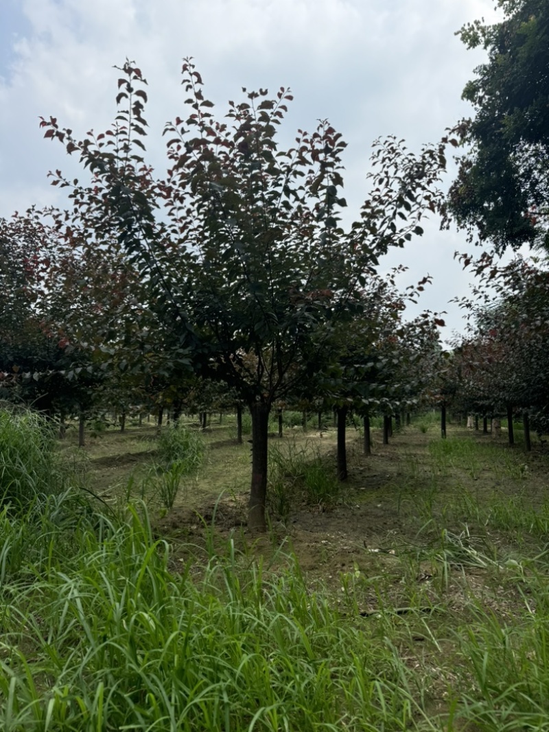 榆叶梅，河北榆叶梅