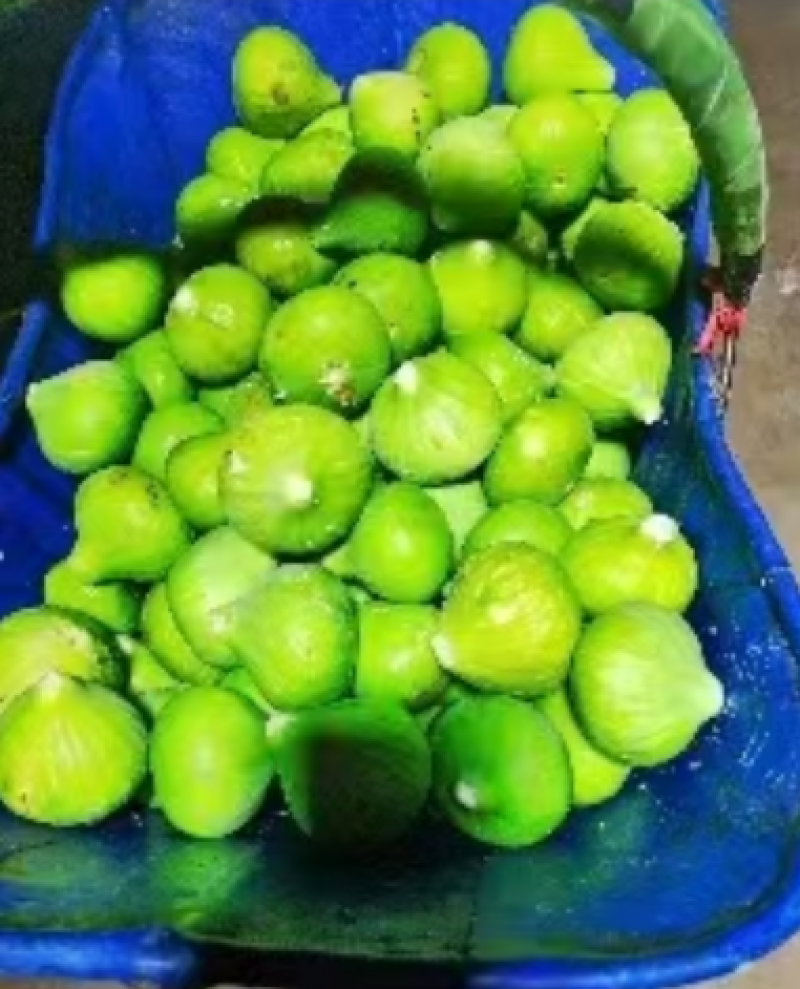 威海无花果冻果，冻无花果，品质保证，量大从优，欢迎来电